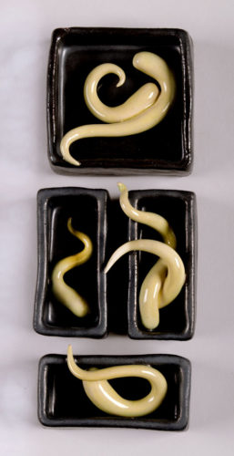 Jenni Ward ceramic sculpture | specimen series | the dirt