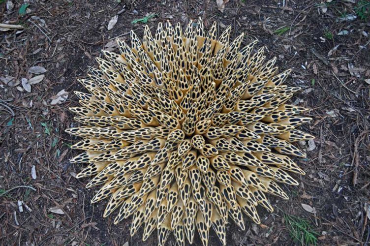 Jenni Ward ceramic sculpture | hive series | in the field installation