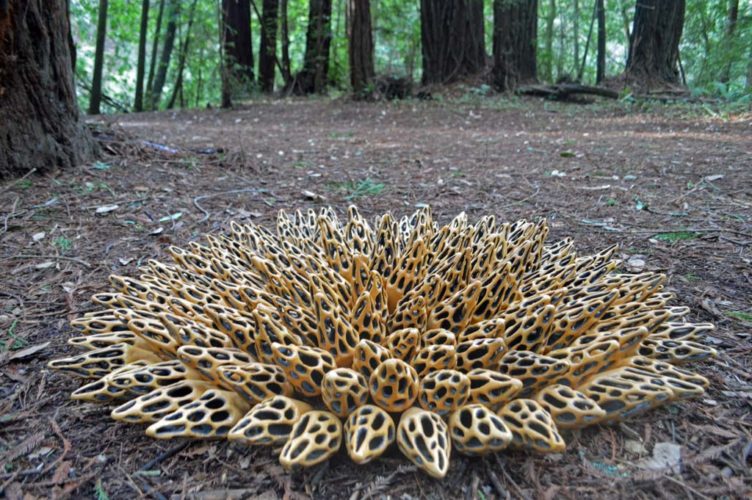 Jenni Ward ceramic sculpture | hive series | in the field installation