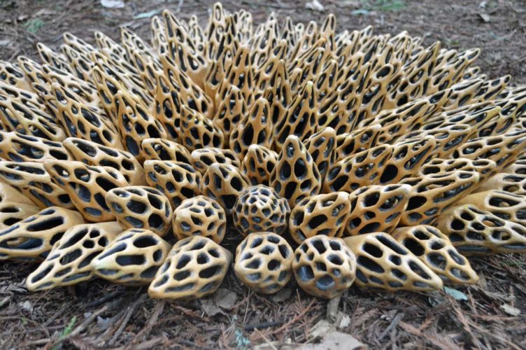 Jenni Ward ceramic sculpture | hive series | in the field installation