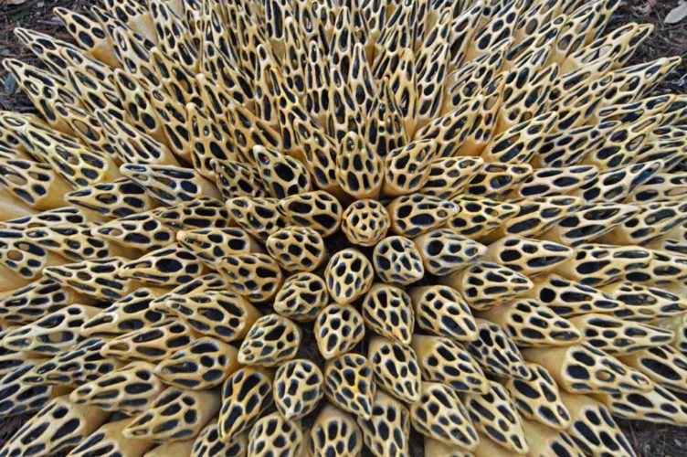 Jenni Ward ceramic sculpture | hive series | in the field installation