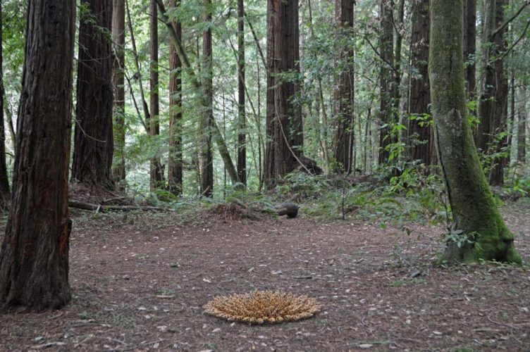 Jenni Ward ceramic sculpture | hive series | in the field installation