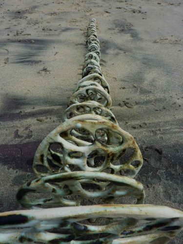 jenni ward ceramic sculpture | bone series in the field