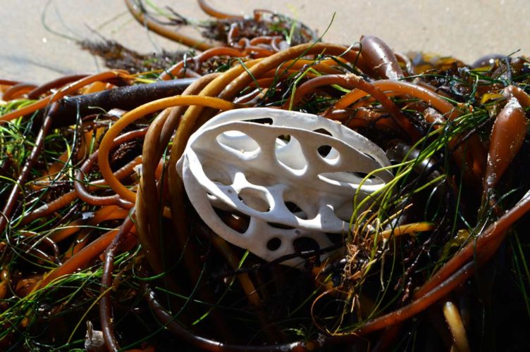jenni ward ceramic sculpture | in the field | bone series