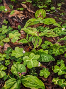 AmongstTheRedwoodSorrel-225x300