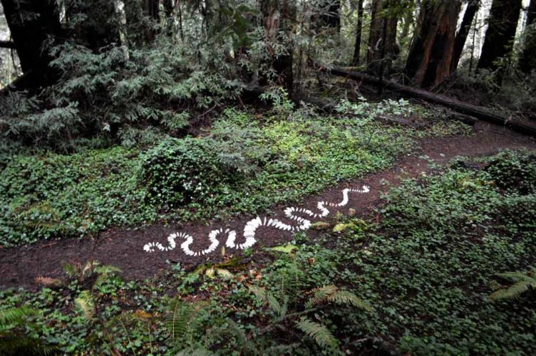 Jenni Ward ceramic sculpture | in the field | lichen series