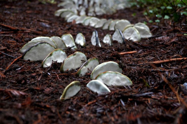 Jenni Ward ceramic sculpture | in the field | lichen series