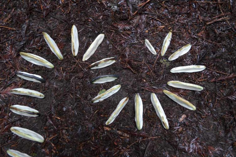 Jenni Ward ceramic sculpture | in the field | lichen series