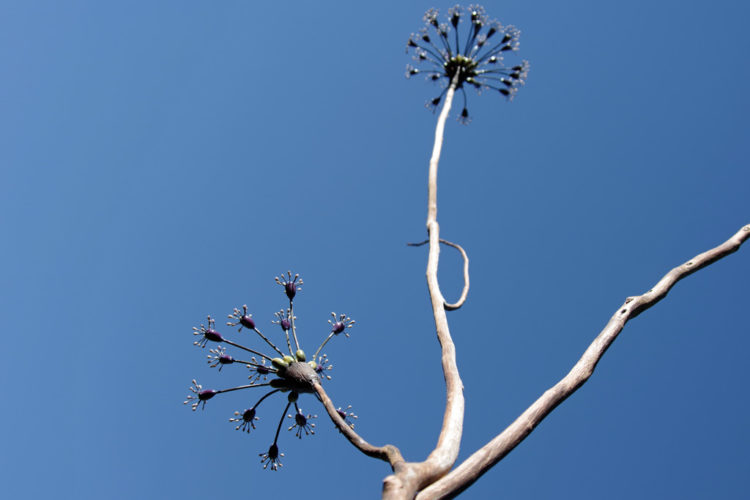 umbel series | buffalo creek art center | installations | Jenni Ward ceramic sculpture