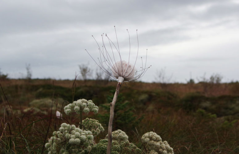 Artist In Residence | Iceland | In the Field | Jenni Ward ceramic sculpture