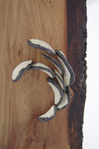 Lichen Series | Walnut Trees | installations | Jenni Ward ceramic sculpture