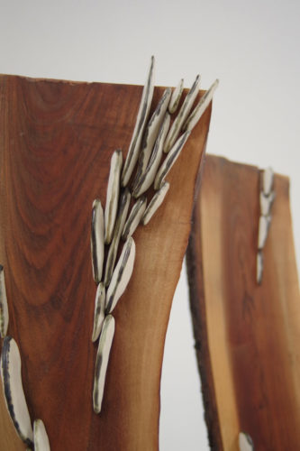 Lichen Series | Walnut Trees | installations | Jenni Ward ceramic sculpture