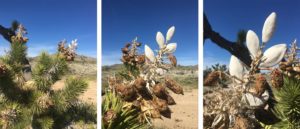 week five ephemeral art installations | the dirt | Jenni Ward ceramic sculpture