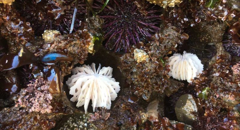 bone series urchins | in the field | portfolio | Jenni Ward ceramic sculpture