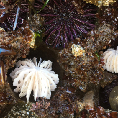 bone series urchins | in the field | portfolio | Jenni Ward ceramic sculpture