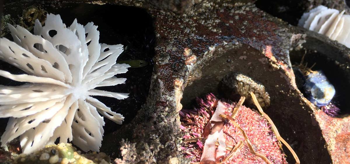 bone series urchins | in the field | portfolio | Jenni Ward ceramic sculpture