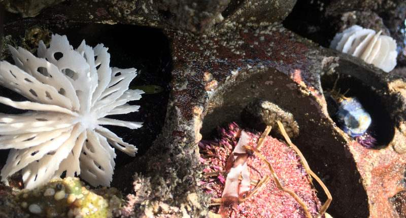 bone series urchins | in the field | portfolio | Jenni Ward ceramic sculpture