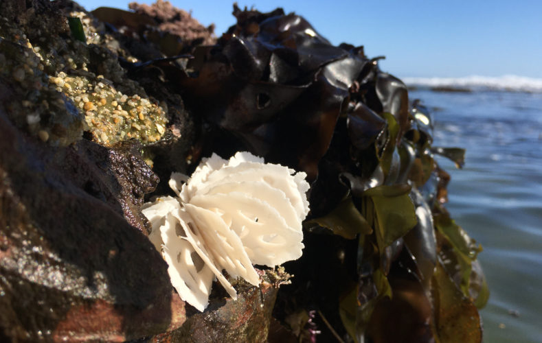 bone series urchins | in the field | portfolio | Jenni Ward ceramic sculpture