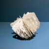 Urchin in Bell Jar | Shop | Jenni Ward ceramic sculpture