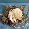 Urchin in Bell Jar | Shop | Jenni Ward ceramic sculpture