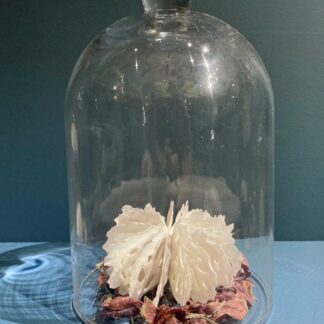 Urchin in Bell Jar | Shop | Jenni Ward ceramic sculpture