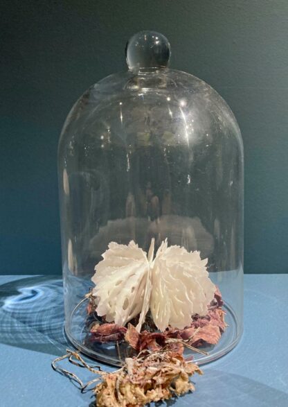 Urchin in Bell Jar | Shop | Jenni Ward ceramic sculpture