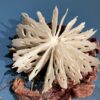 Urchin in Bell Jar | Shop | Jenni Ward ceramic sculpture