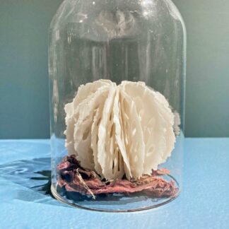 Urchin in Bell Jar | Shop | Jenni Ward ceramic sculpture