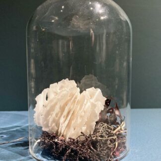 Urchin in Bell Jar | Shop | Jenni Ward ceramic sculpture