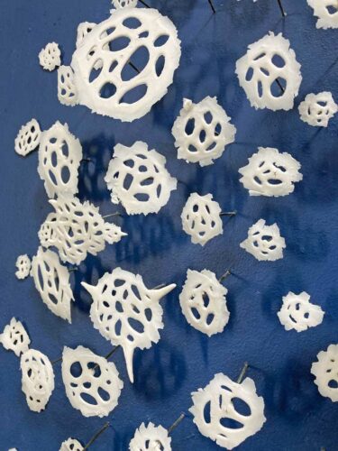 Radiolarian Water Drop | installations | Jenni Ward ceramic sculpture