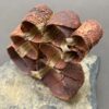relic series | shop | Jenni Ward ceramic sculpture