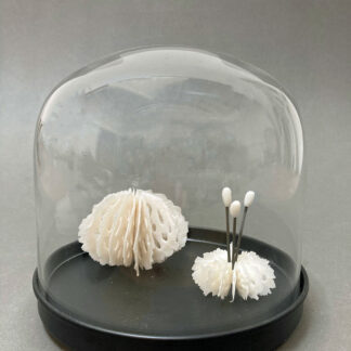 urchins & medusas in bell jars