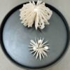 Urchin + Medusa in Bell Jar | Shop | Jenni Ward ceramic sculpture