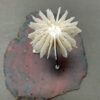 Medusa in Bell Jar | Shop | Jenni Ward ceramic sculpture